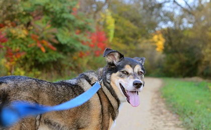 Beautiful German Shepherd Dog Walking on Trail A beautiful mix breed German Shepherd Dog is panting as he stops walking on his leash on a path in the Autumn woods.