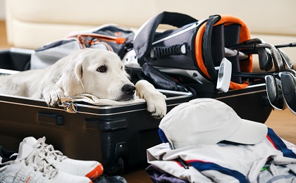 No dogs at golf Dog is missing his owner golfer that packing suitcase to golf tour