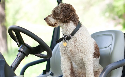 Dog in the Driver’s Seat on a Golf Cart on a Farm Dog in the Driver's Seat on a Golf Cart on a Farm